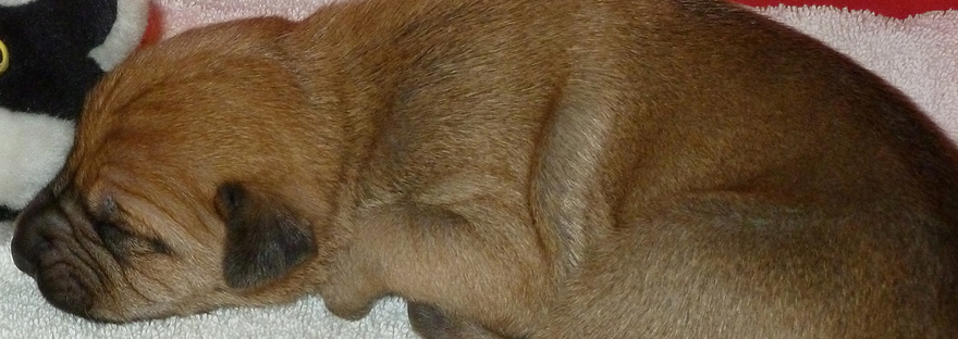 A two-day-old tan puppy is asleep on a small blanket.