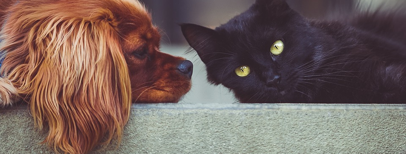 Image of a small red dog and a large black cat lying face-to-face.