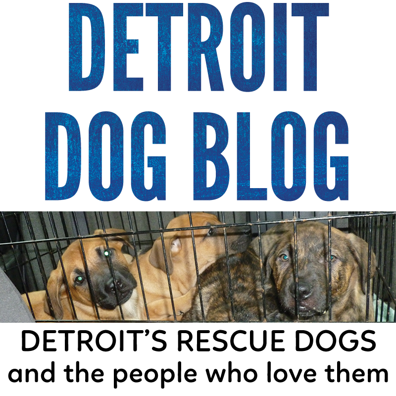 Detroit Dog Blog logo